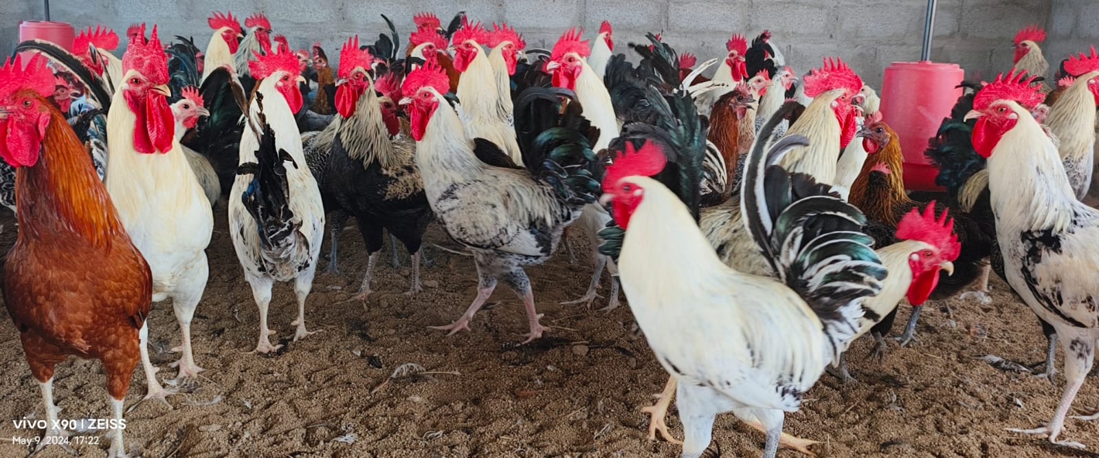 Country Chicken (Nattukozhi)